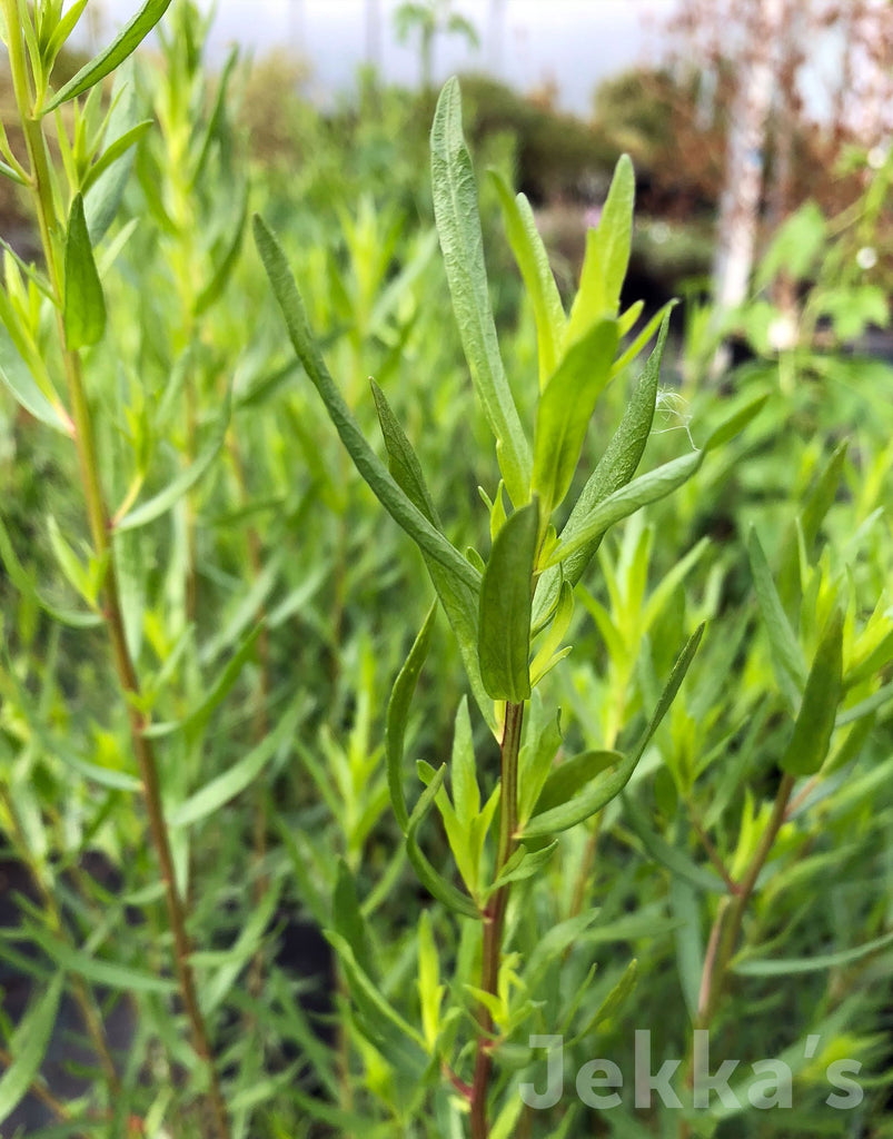 Artemisia dracunculus 'French' (French Tarragon): Plants available to buy.  – Jekka's