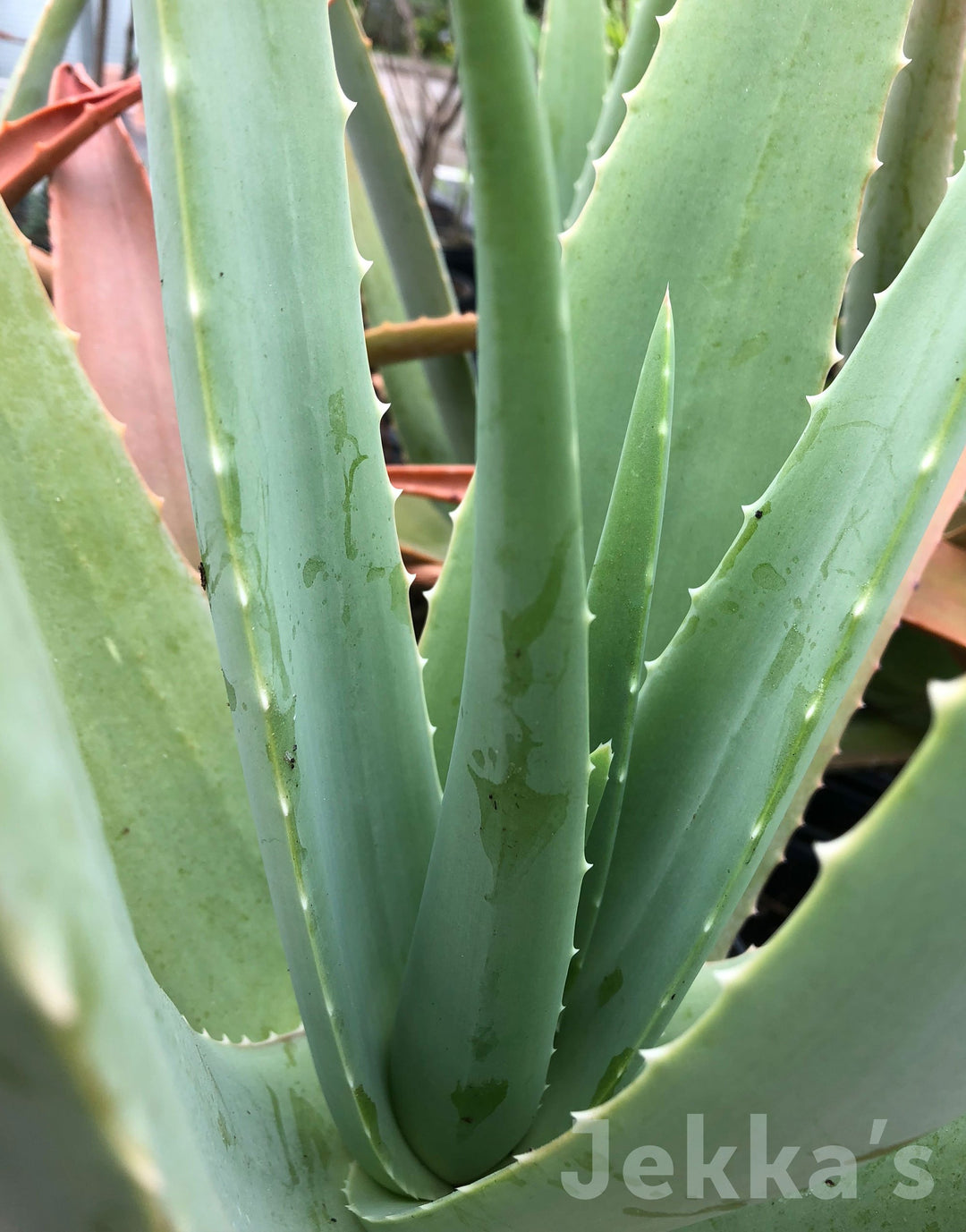 Jekkapedia: Aloe vera (Aloe) – Jekka's