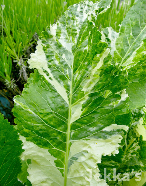 Jekkapedia: Variegated Horseradish