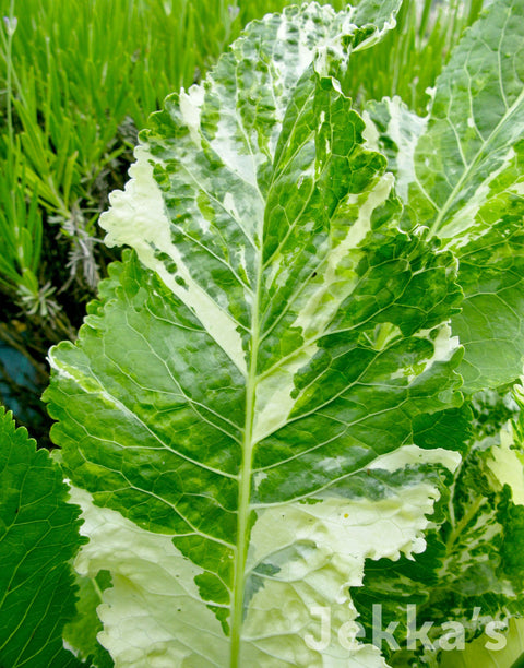 Jekka's: Variegated Horseradish (Armoracia rusticana 'Variegata')