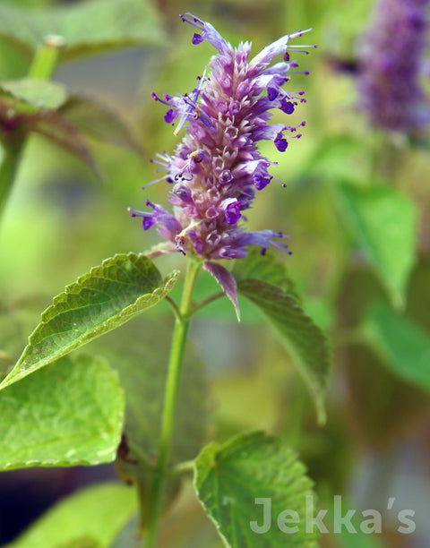 Jekka's: Golden Agastache (Agastache rugosa 'Golden Jubilee')