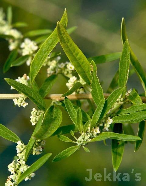 Jekka's: White Brush (Aloysia polystachya)