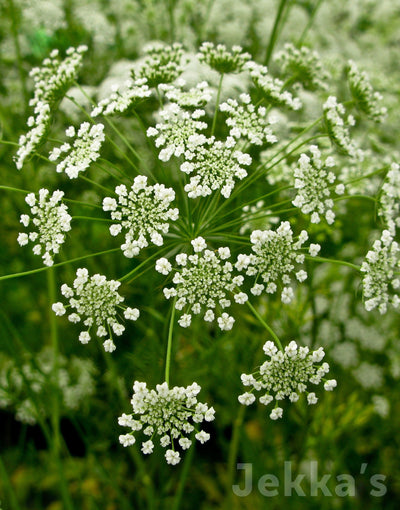 Jekka's:  Bishops flower (Ammi majus)