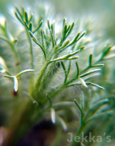 Jekka's: Dwarf Schmidt wormwood (Artemisia schmidtiana 'Nana' )