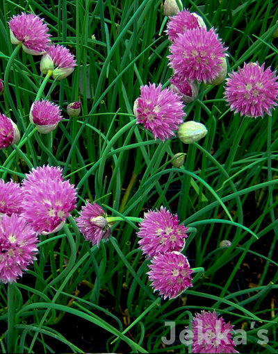 Jekka's: Pink Chives (Allium schoenoprasum 'Forescate')