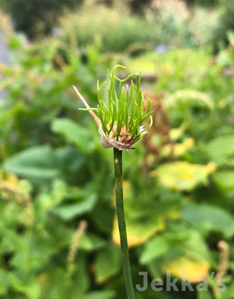 Jekkapedia: Wild Onion