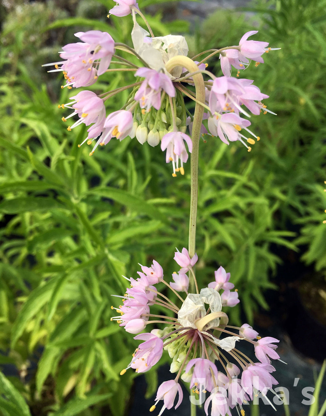 Jekkapedia: List of herb plants in the Alliaceae family  Jekka's