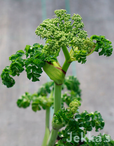 Jekkapedia: Portuguese Angelica (Angelica pachycarpa)