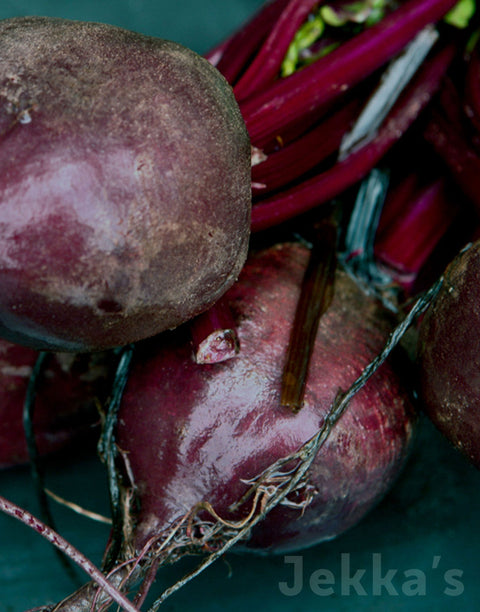 Jekkapedia: Bulls Blood Beetroot