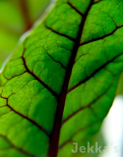 Jekkapedia: Rhubarb Chard