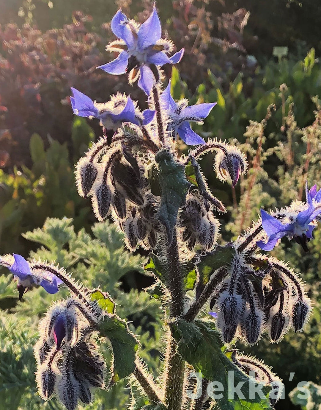 Borage Leaves Borage: Common – Foundroot