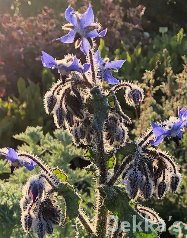 Jekka's: Borage (Borago officinalis)