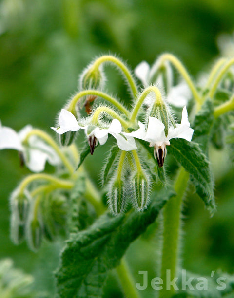 Jekkapedia: White Borage