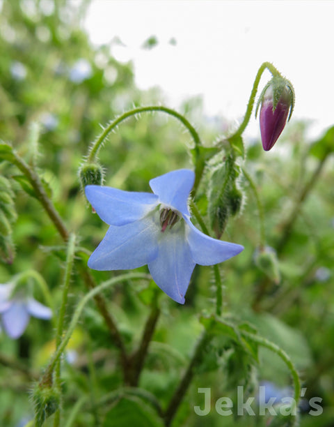 Jekka's: Prostrate Borage (Borago pygmaea )