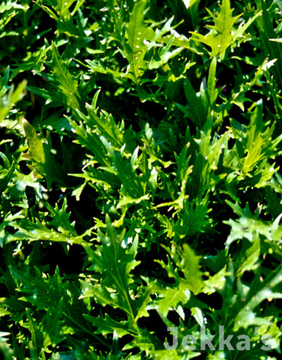 Jekka's: Green Mizuna  (Brassica rapa var. japonica )