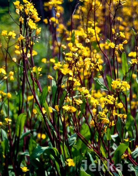 Jekkapedia: Purple Flowering Choy Sum