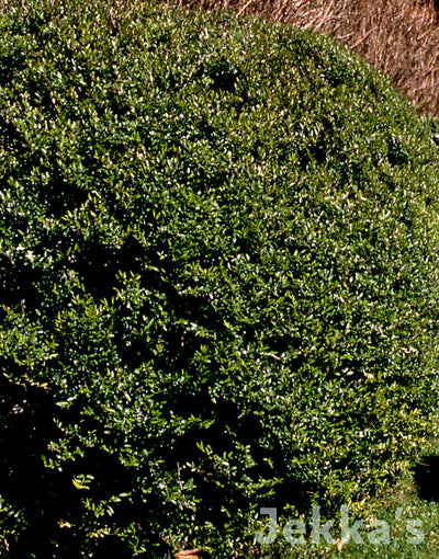 Jekka's: Box (Buxus sempervirens)