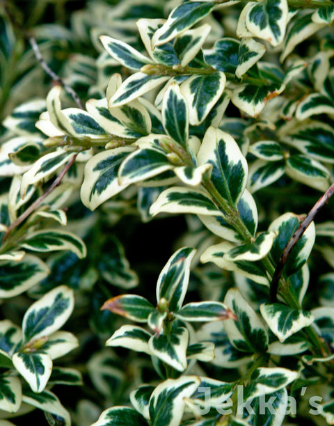 Jekka's: Variegated Box (Buxus sempervirens 'Elegantissima' AGM)