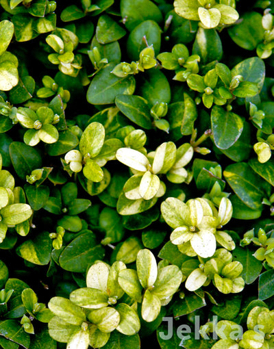 Jekka's: Golden Box (Buxus sempervirens 'Latifolia Maculata' AGM)