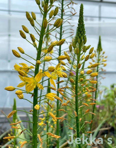 Jekka's: Rooiwortel (Bulbine natalensis)