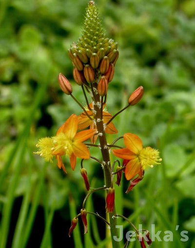 Jekka's: African Bulbine (Bulbine frutescens)