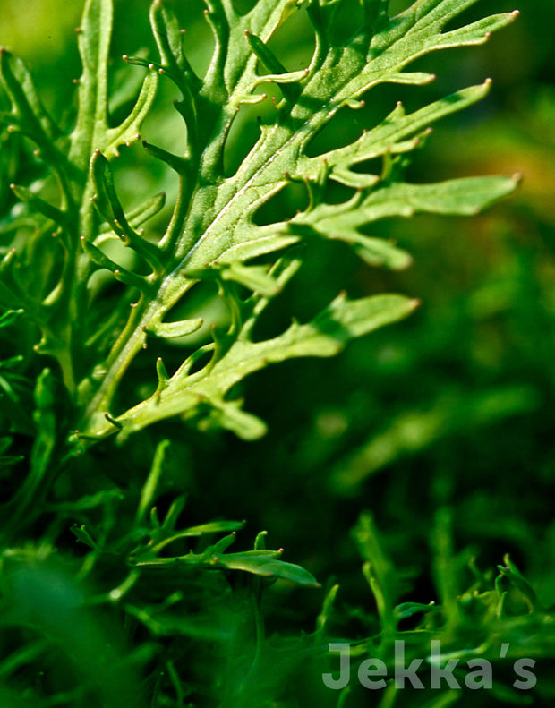 Jekka's: Golden Mustard (Brassica juncea 'Golden Streaks’)