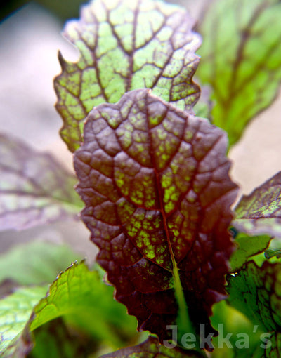 Jekka's: Red Mustard (Brassica juncea 'Rubra' )