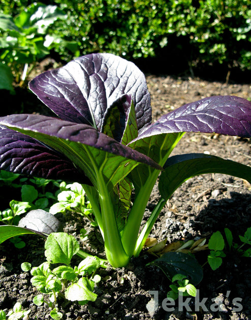 Jekkapedia: Brassica rapa rubra Chinesis Group ( Red Pak Choi) – Jekka's
