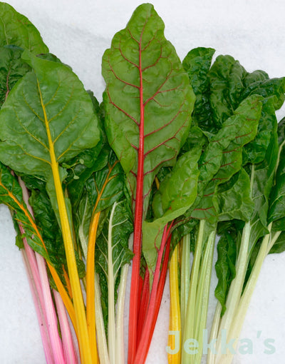 Jekka's: Rainbow Chard (Beta vulgaris 'Rainbow Chard')