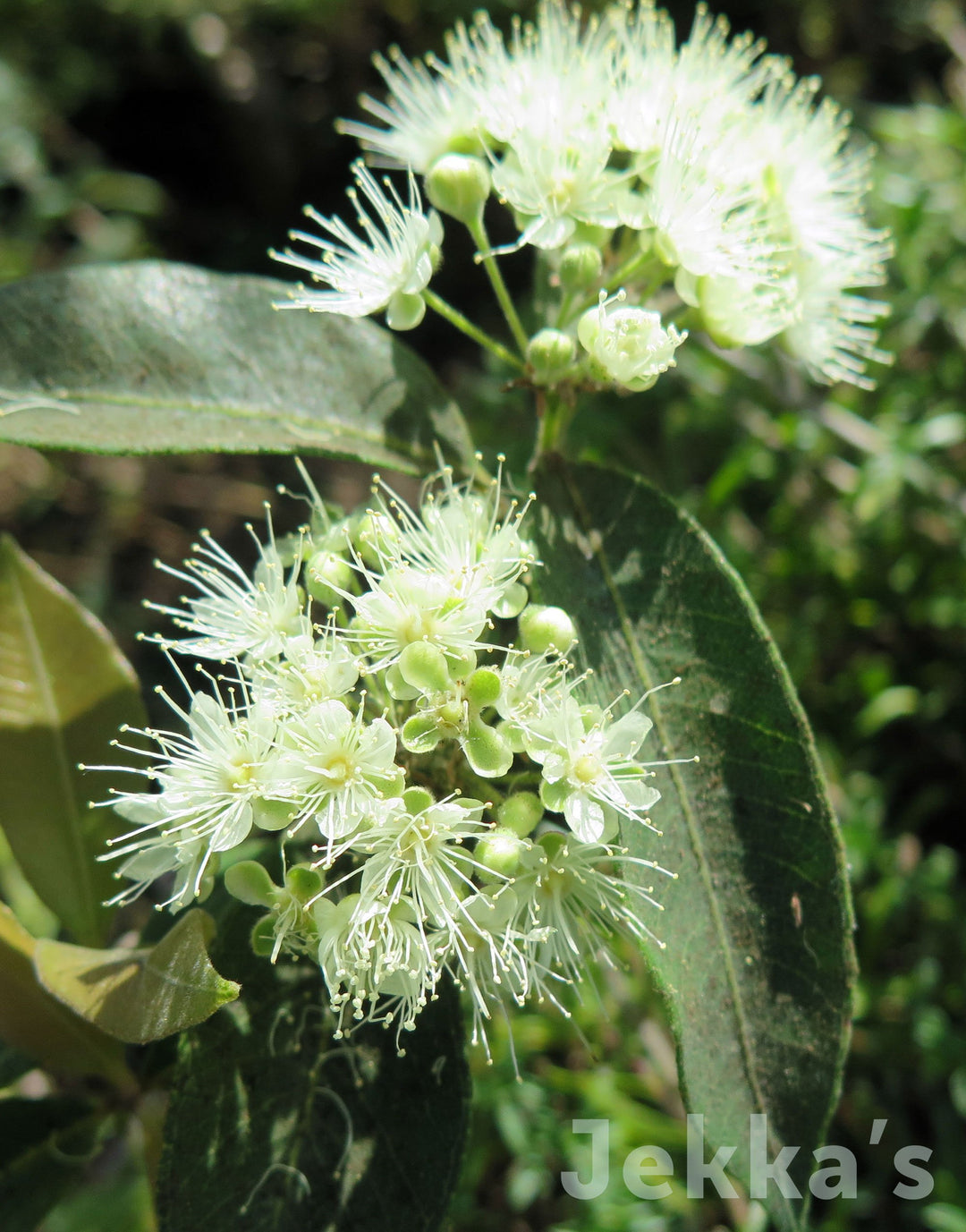 Jekkapedia: Backhousia citriodora (Lemon Myrtle) – Jekka's