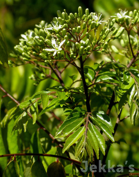 Jekka's: Curry Tree (Bergera koenigii (syn Murraya koenigii)  )