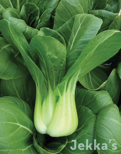 Jekka's: Green Choy Sum 'Gunsho' (Brassica chinesis var parachinensis 'Gunsho')