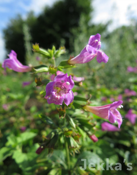 Jekkapedia: Large Flowered Calamint 