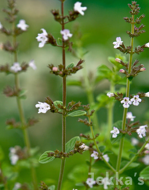 Jekkapedia: Lesser Calamint