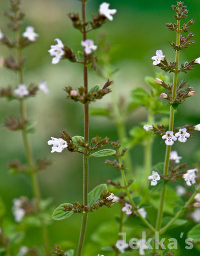 Jekka's: Lesser Calamint (Calamintha nepeta)