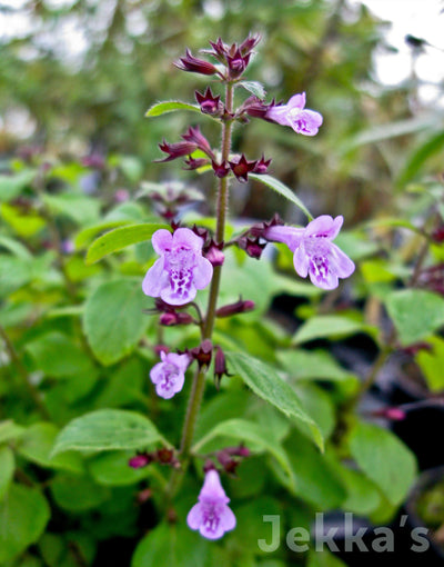 Jekka's: Calamint (Clinopodium menthifolium)