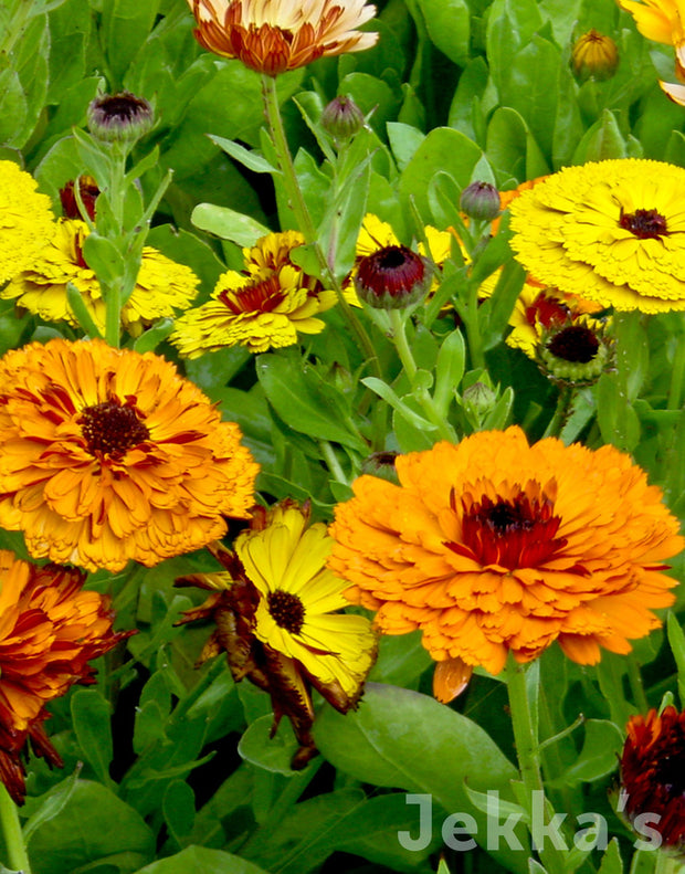 Jekka's: Marigold Fiesta Gitana (Calendula officinalis 'Fiesta Gitana Group')