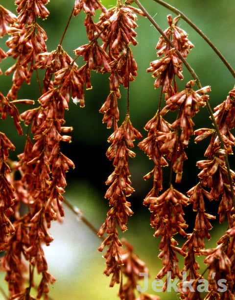 Jekkapedia:  Incense plant