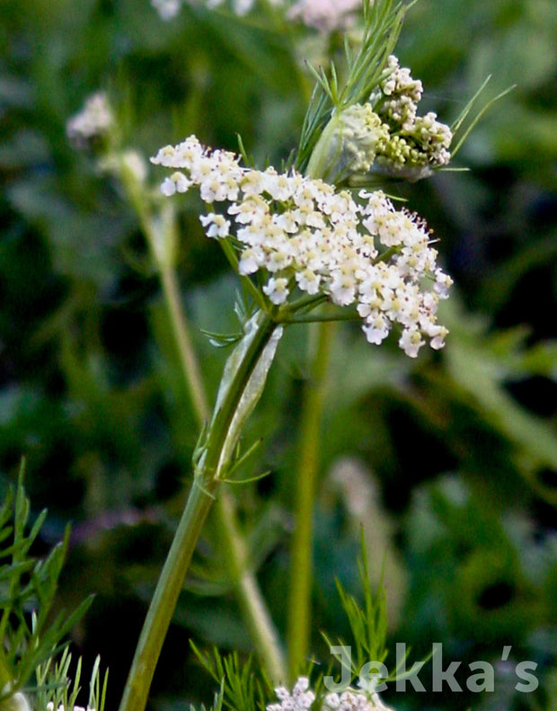 Jekka's: Caraway (Carum carvi)