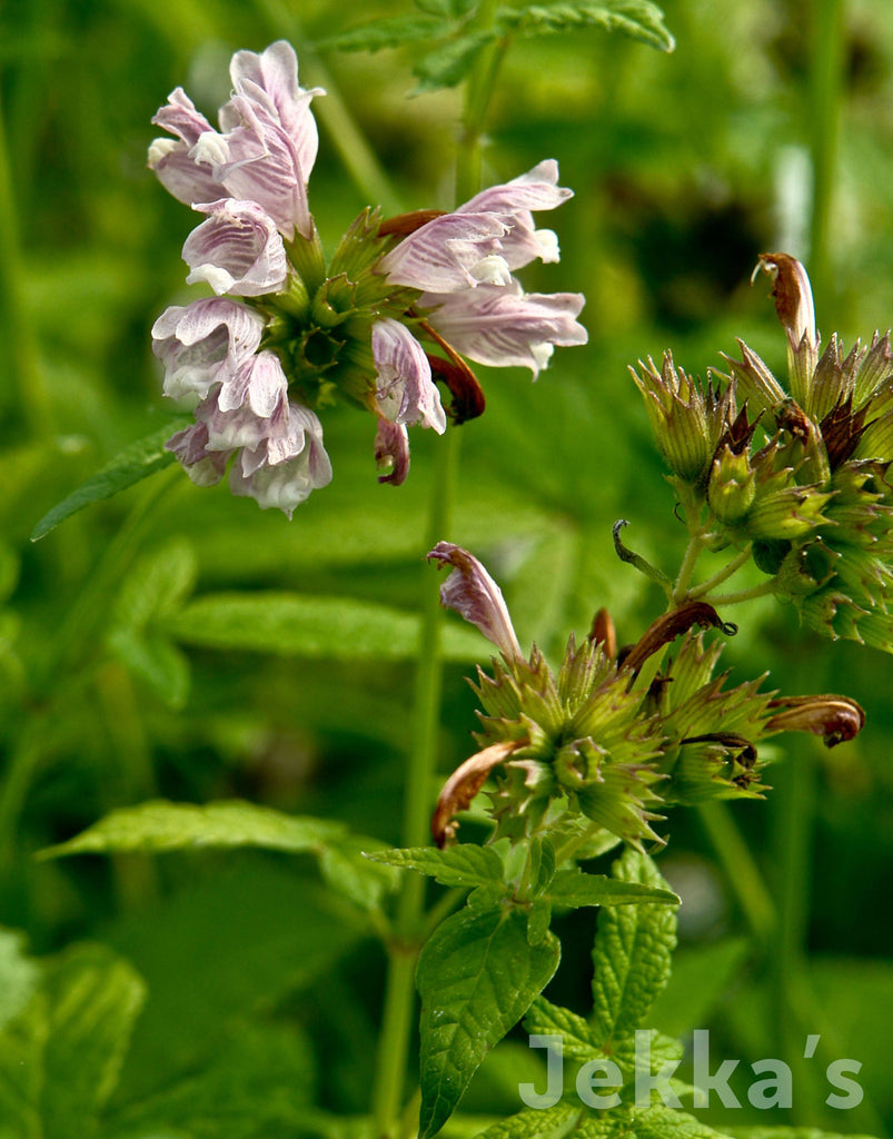Cedronella canariensis (Balm of Gilead): Plants available to buy.  Jekka's