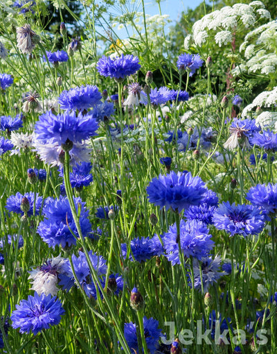 Jekka's: Cornflower (Centaurea cyanus)