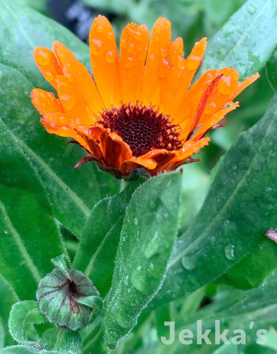 Jekka's: Marigold Indian Prince (Calendula officinalis ‘Indian Prince’)