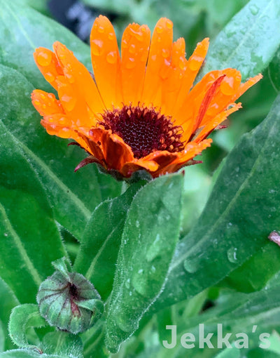 Jekkapedia: Marigold Indian Prince (Calendula officinalis 'Indian Prince')