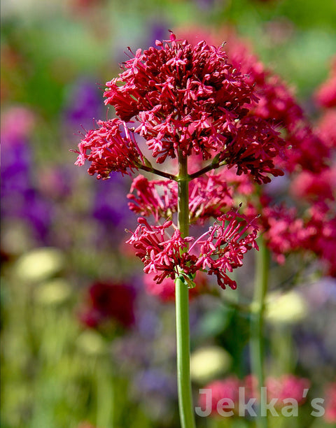 Jekkapedia: Red Valerian