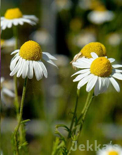 Jekka's: Chamomile (Chamaemelum nobile)