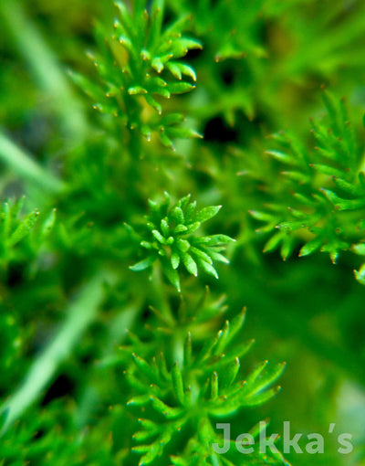 Jekka's: Lawn Chamomile (Chamaemelum nobile 'Treneague')