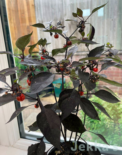 Jekka's: Chilli pepper 'Little Richard' (Capsicum annuum 'Little Richard')