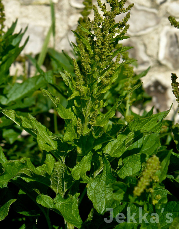 Jekka's: Good King Henry (Chenopodium bonus-henricus)