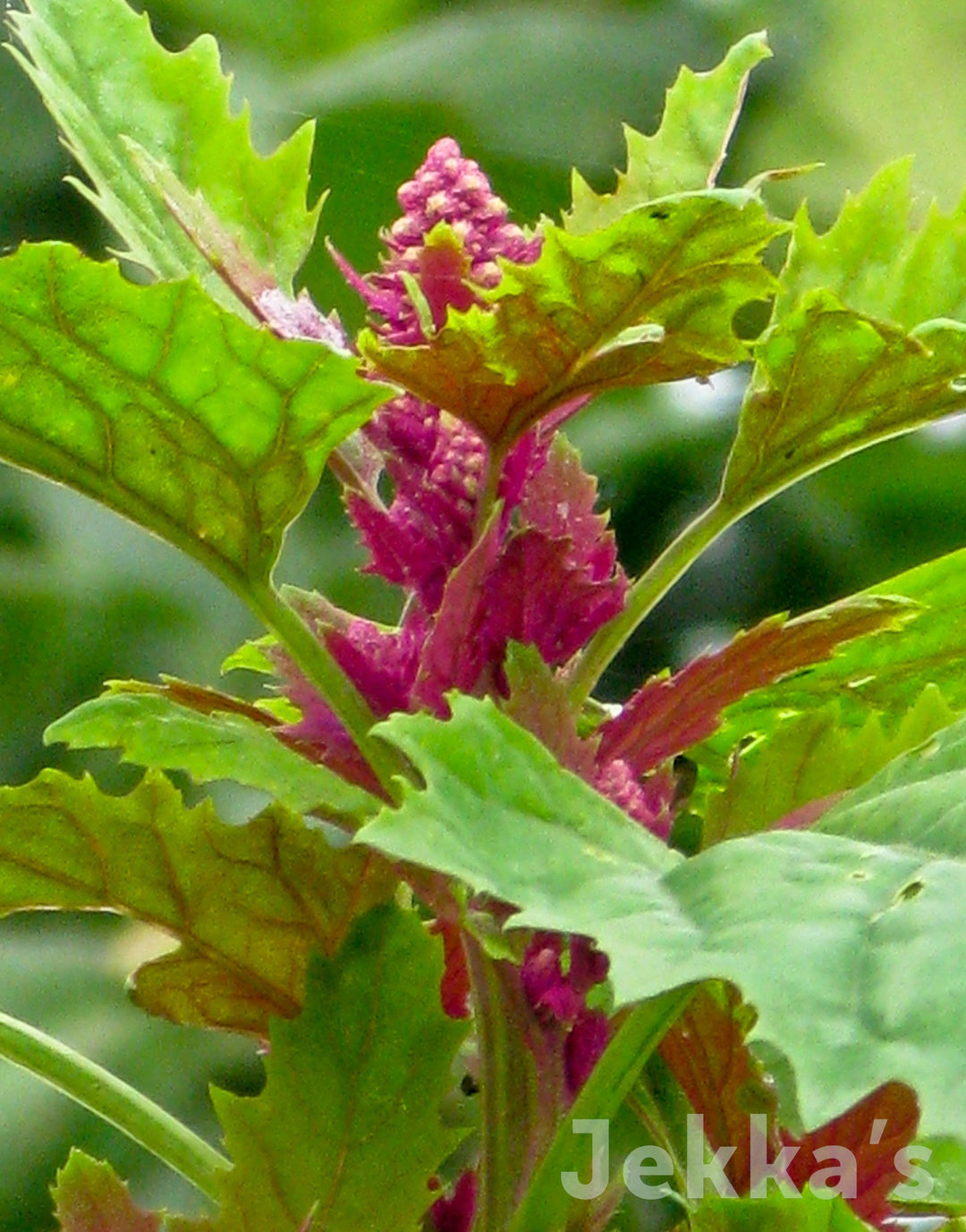 Chenopodium giganteum (Tree Spinach): Seeds available to buy. – Jekka's