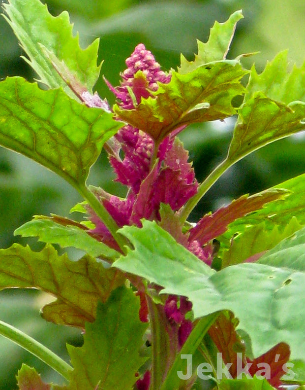 Jekka's: Tree Spinach (Chenopodium giganteum )